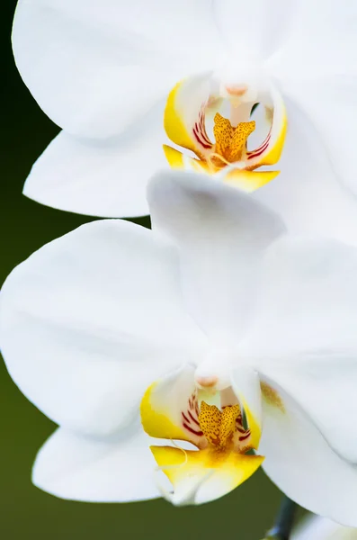 Hermosa orquídea blanca — Foto de Stock