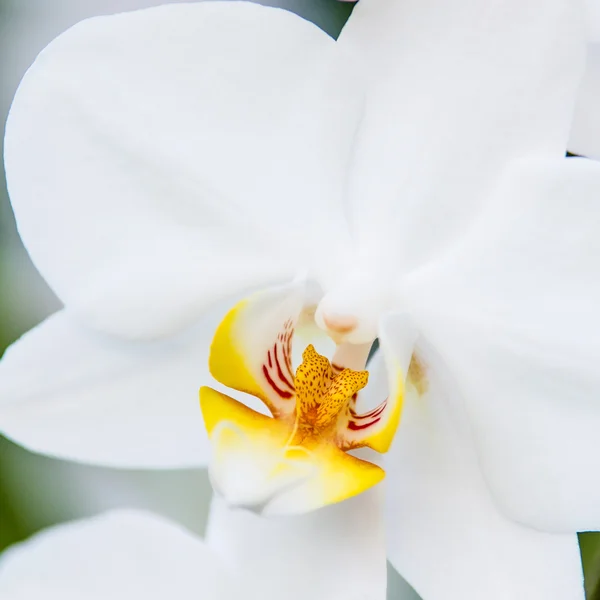 Orquídea blanca de cerca — Foto de Stock