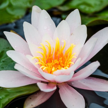 Tek lotus çiçeği