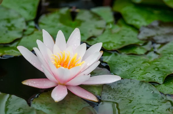 Enda lotusblomma — Stockfoto