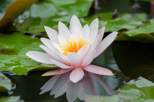 Single lotus flower — Stock Photo, Image