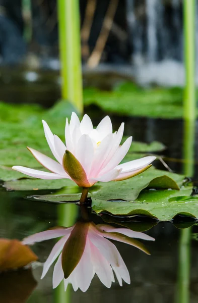 Flor de loto único — Foto de Stock