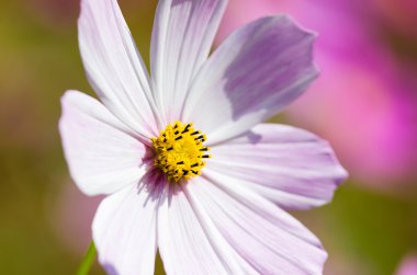 Pembe çiçek yaklaş