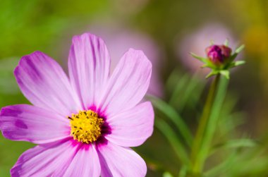 Pembe çiçekler kapanıyor