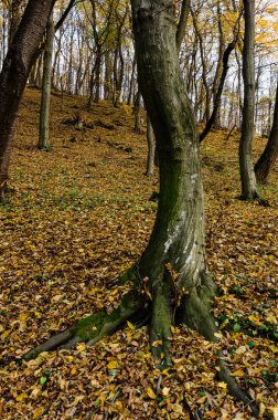 Sonbahar yapraksız ağaçlar