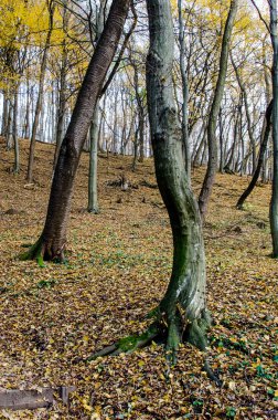 Sonbahar yapraksız ağaçlar