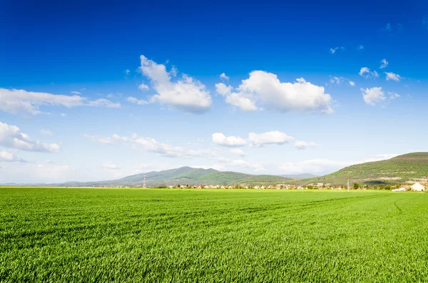 Green field view — Stock Photo, Image