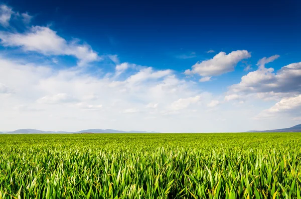 Vista verde do campo — Fotografia de Stock