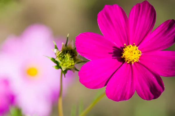 Flores cor de rosa fechar — Fotografia de Stock