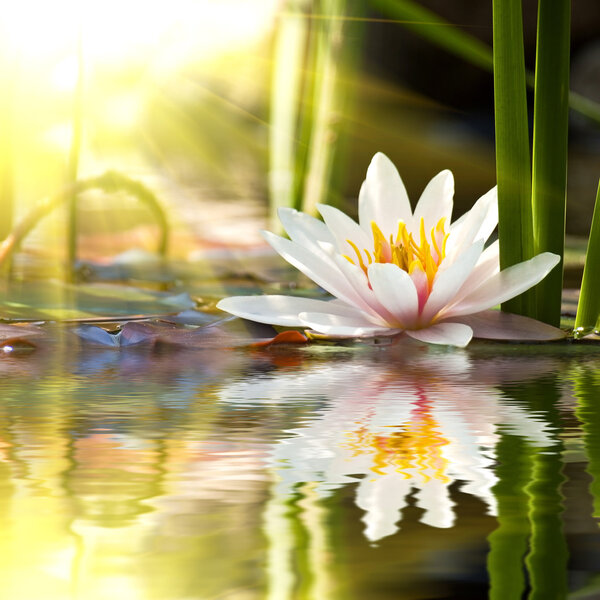 water lily close up