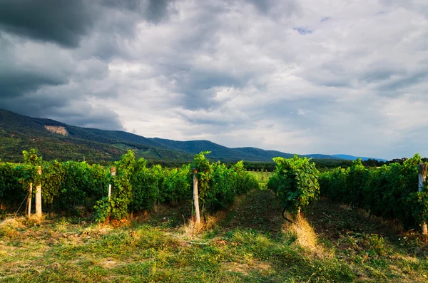 Vista del campo de uva —  Fotos de Stock