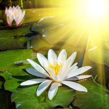 pembe lotus çiçekleri