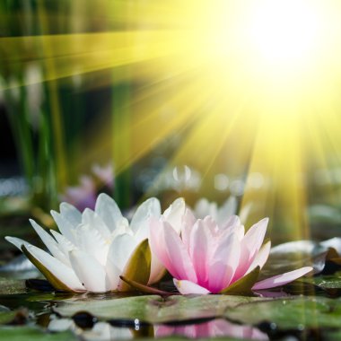 pembe lotus çiçekleri