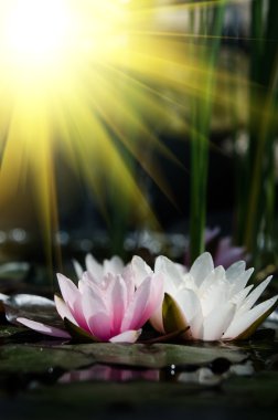 pembe lotus çiçekleri