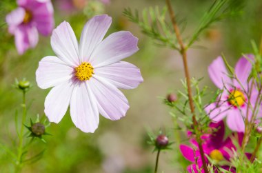 Pembe çiçekler kapanıyor