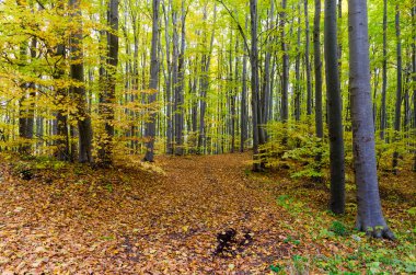 renkli sonbahar orman