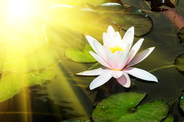 Pink lotus flowers — Stock Photo, Image