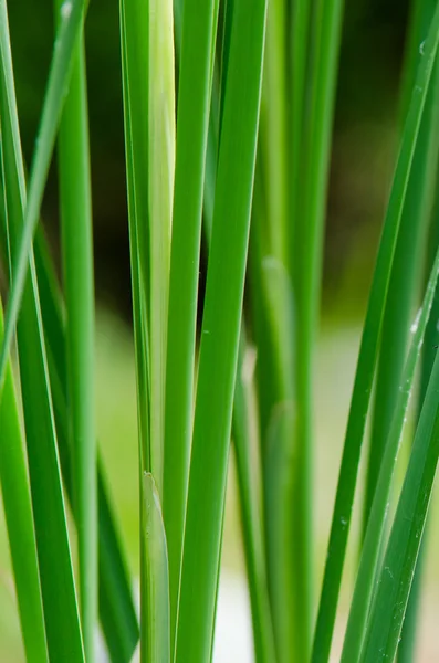 Canna verde da vicino — Foto Stock