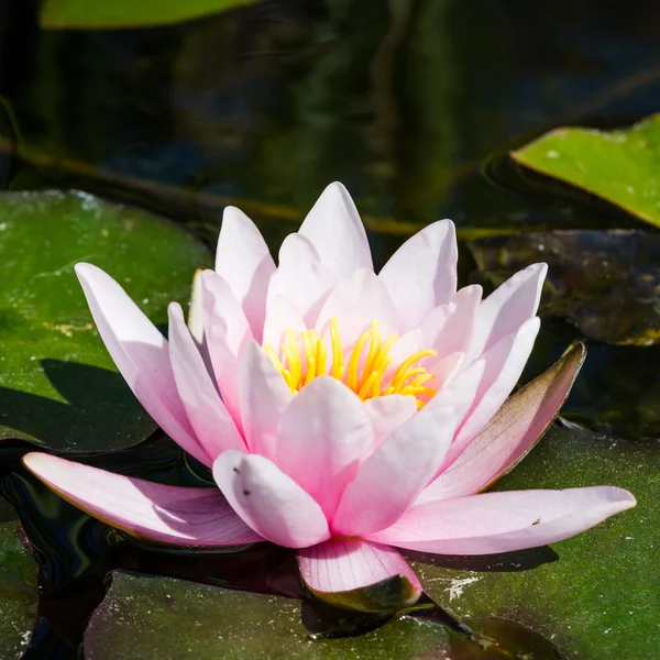 Water lily close up — Stock Photo, Image