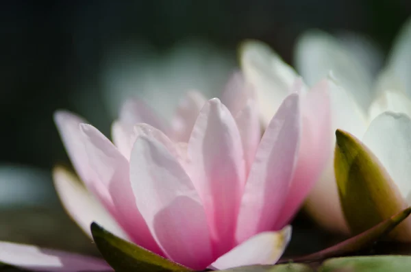 Fleurs de lotus rose — Photo