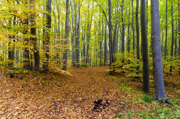 Farverige efterår skov - Stock-foto