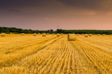 saman balyaları sahada