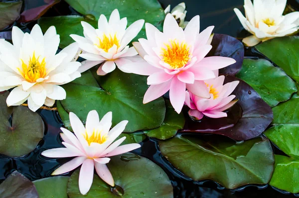 Pembe lotus çiçekleri — Stok fotoğraf