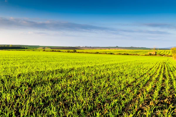 Vedere verde câmp — Fotografie, imagine de stoc
