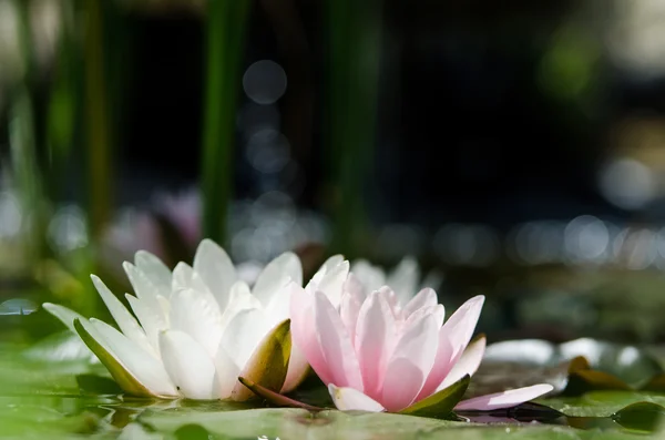 Růžový lotos květiny — Stock fotografie