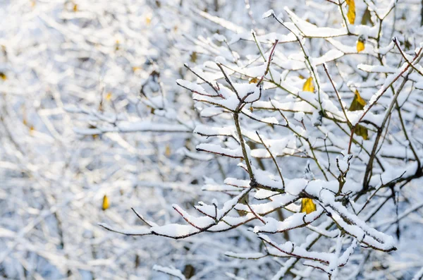 Fondo hermoso invierno —  Fotos de Stock