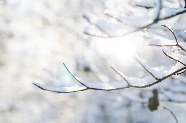Fondo hermoso invierno —  Fotos de Stock