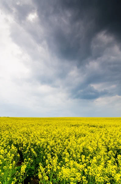 Rape seed field — Stock Photo, Image