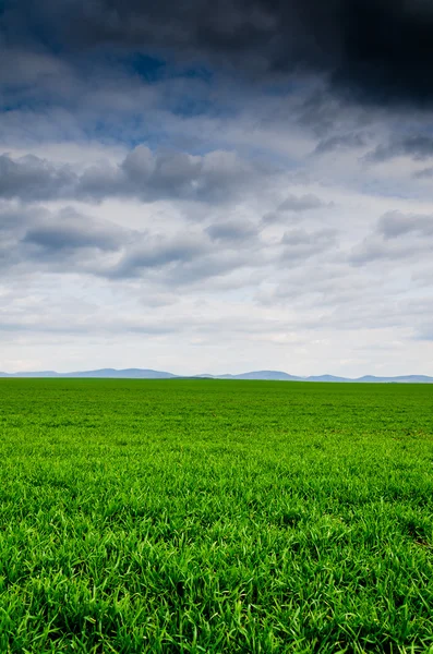 Champ vert avec des nuages sombres — Photo