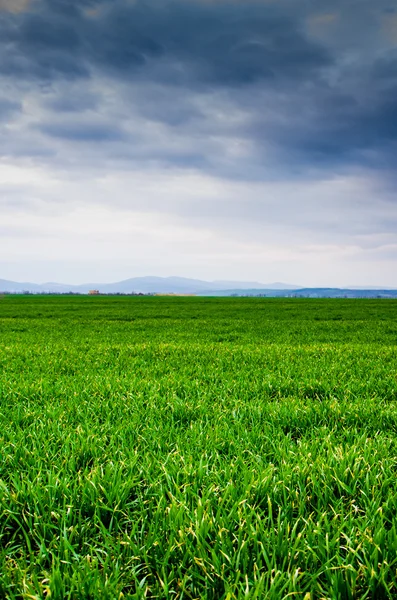 Зеленое поле с темными облаками — стоковое фото