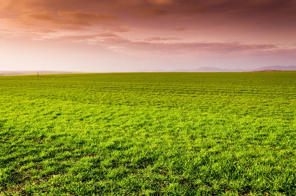 Campo verde com nuvens escuras — Fotografia de Stock