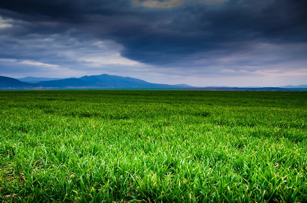 Zielone pole z ciemne chmury — Zdjęcie stockowe