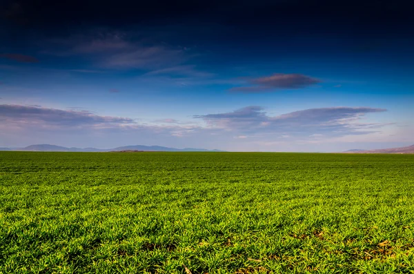 Campo verde com nuvens escuras — Fotografia de Stock