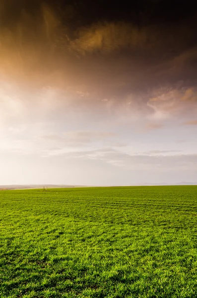 Vista verde do campo — Fotografia de Stock