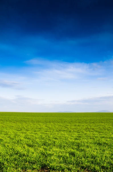 Vista verde do campo — Fotografia de Stock