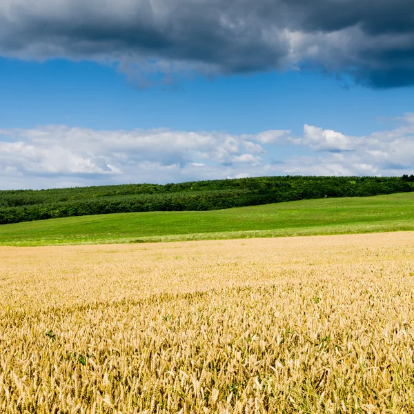 Wheat land view — Stock Photo, Image