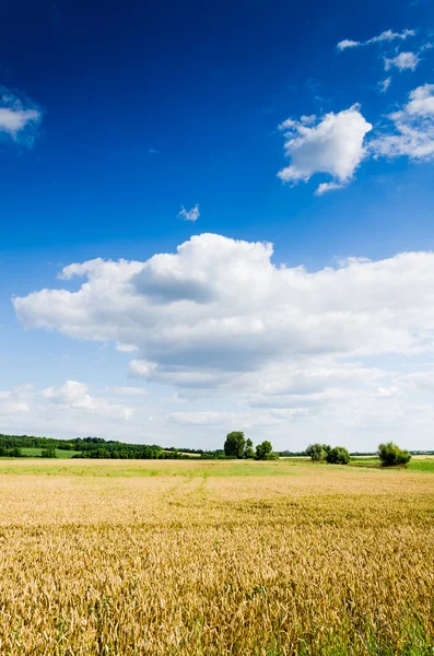 Weizenland-Ansicht — Stockfoto