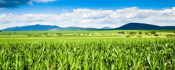 Corn field panorama — Stock Photo, Image