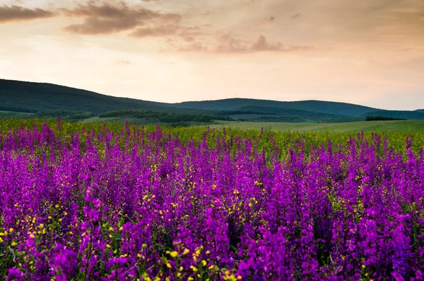 Campo de flores púrpura — Foto de Stock