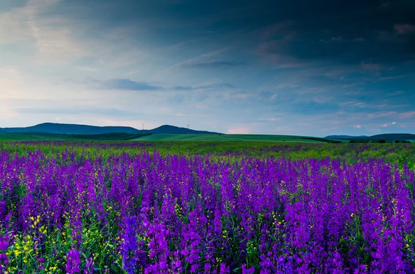 Campo de flores púrpura — Foto de Stock