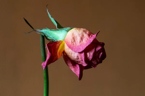 Rosa marchita. enfoque en la rosa delantera — Foto de Stock