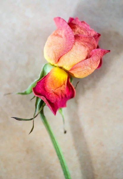 Rosa marchita. enfoque en la rosa delantera — Foto de Stock