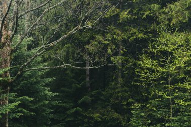 Doğal arka plan, ağaçlı, yosunlu ve çam ağaçlı derin karanlık orman.