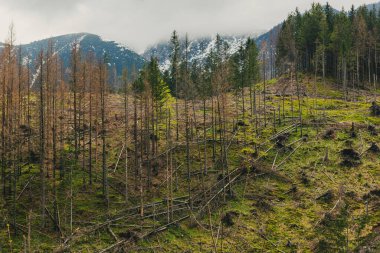 Tatra dağları arka planda çam ormanı ve dağlarla kaplı.