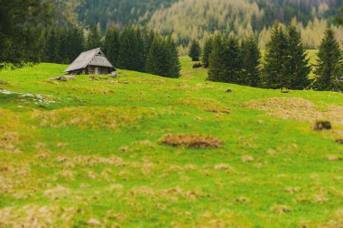 Shepherd 'ın kulübesi Meadow' da. Zakopane 'deki (Polonya) dağlık ahşap kulübe. Tatra dağlarında geleneksel ahşap kulübe. Dağ eteğindeki çayırda eski bir çoban kulübesi