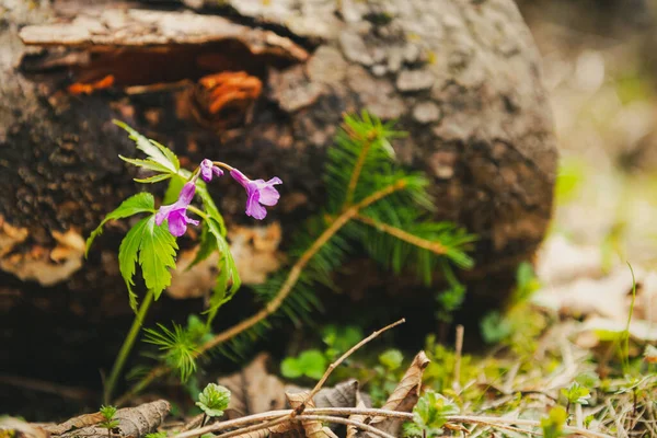 Detailní Záběr Květu Brousků Cardamin Pentaphyllos Jaře Rozpadajícím Dřevem Pozadí — Stock fotografie